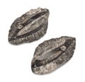 closeup of a fossilized petrified fish dinosaur fossil remains in stones with skeleton details