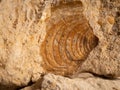 closeup of a fossilized sea shell imprint in limestone