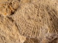 closeup of a fossilized shell imprint in limestone