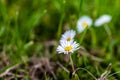 close up of four daisies in a meadow Royalty Free Stock Photo