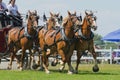 Closeup of a Four Horse Hitch Team