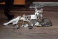 Close up Four Kittens with Mother Cat on The Floor