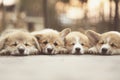 Closeup of four lovely, cute corgi dog puppies lying, relaxing and sleeping