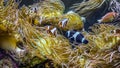 Closeup of four ocellaris clownfish against the Sea anemone