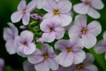 Closeup of four petal pink flowers with yellow anthers