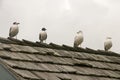 Closeup of four seagulls perched on an old wooden-tiled rooftop Royalty Free Stock Photo