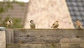 Closeup of four sparrows perched on a wooden handrail