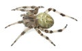 Four-spot orb-weaver, Araneus quadratus isolated on white background