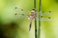 Closeup of a Four-spotted chaser on a reed