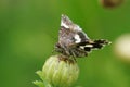 Closeup on a four-spotted owlet moth Tyta luctuosa sitting with open wings on a flower bud