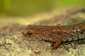 Closeup on a Four toed salamander, Hemidactylium scutatum sitting on a piece wood Royalty Free Stock Photo