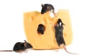 Closeup four mice on piece of cheese on white background