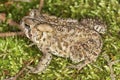 Fowler`s toad standing in a New Hampshire woods.