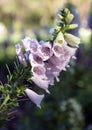 Closeup Foxglove, Digitalis Purpura Royalty Free Stock Photo