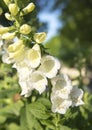 Closeup Foxglove, Digitalis Purpura