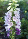 Closeup Foxglove, Digitalis Purpura Royalty Free Stock Photo