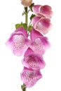 Closeup of foxglove flower