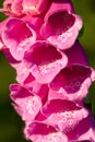 Closeup of a foxglove flower