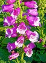 Pink foxglove flowers on vertical green stem