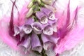 Closeup foxglove, lady glove violet lilac plant on pink and lilac feather background.