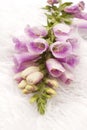 Closeup foxglove, lady glove violet lilac plant on white fur background.