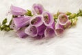 Closeup foxglove, lady glove violet lilac plant on white fur background.