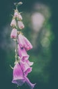 Closeup of Foxgloves plant in the gardens at Rousham House, Oxfordshire.