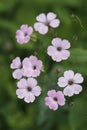 Closeup on the fragile pink flowering ornamental, medicinal plant, Cowherb, Gypsophila or Vaccaria hispanica