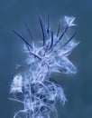 Closeup of a fragile wild hairy willow-herb flower with natural autumn change in glowing and magical violet color Royalty Free Stock Photo