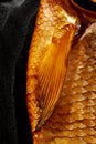 Closeup fragment of golden scales of smoked fish with pectoral fin Royalty Free Stock Photo