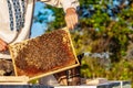 Closeup of a frame with a wax honeycomb of honey with bees on them. Apiary workflow. Royalty Free Stock Photo