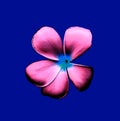 Closeup, Frangipani flowers black pink color blossoml bloom isolated on blue background for design stock photo ,Plumeria, Royalty Free Stock Photo