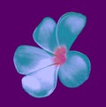 Closeup, Frangipani flowers white pure cyan color blossoml bloom isolated on purple background for design stock photo ,Plumeria,