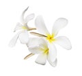 Closeup of frangipani plumeria flowers isolated on white background Royalty Free Stock Photo