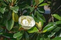 Closeup of a Fraser Magnolia Tree Flower Royalty Free Stock Photo