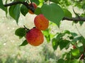 Closeup of freckled apricot fruits Royalty Free Stock Photo