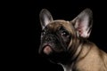 Closeup French Bulldog Puppy Face Looking up, Front view, Isolated