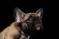 Closeup French Bulldog Puppy Pity Face Looking up, Front, Isolated