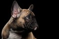 Closeup French Bulldog Puppys head Looking up, Profile view, Isolated