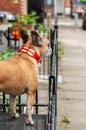 Closeup of a french bulldog wearing a St George flag collar in London