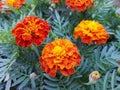 Closeup of french marigolds