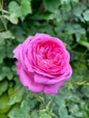Closeup of french rose flower with water drops and selective focus on foreground Royalty Free Stock Photo