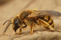 Closeup on an adult female Halictus scabiosae sitting on a dried leaf