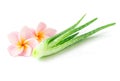 Closeup fresh aloe vera with plumeria on white background, beaut Royalty Free Stock Photo