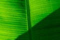 Closeup fresh banana leaf with water drop. Green leaf of banana texture background. Nature of tropical plant. Green organic banana Royalty Free Stock Photo