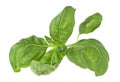 Closeup of fresh basil sprig isolated on white background Royalty Free Stock Photo