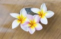 Closeup fresh beautiful plumeria flower on stone floor texture background Royalty Free Stock Photo