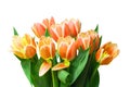 Closeup of a fresh beautiful red yellow tulips bouquet isolated on a white background. Clipping path. Spring, valentine, mothers Royalty Free Stock Photo