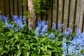 Closeup of fresh blue bell growing in a green garden in spring with a wooden fence background. Macro details of flowers