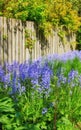 Closeup of fresh blue bell growing in a green garden in spring with a wooden fence background. Purple flowers blooming Royalty Free Stock Photo